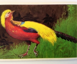 Las Aves – Cromo Chicles Dunkin Supercromo – Nº7 – Año 1969